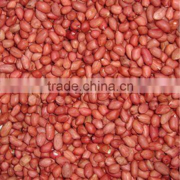 RED GROUNDNUT KERNEL