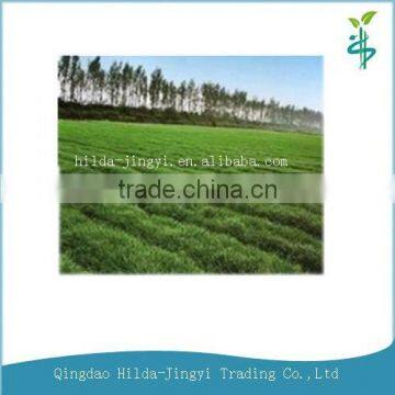 organic vegetable powder wheat grass powder