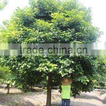 Big Size Bischofia Javanica Tree Seedling
