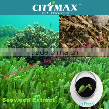 Seaweed extract powder