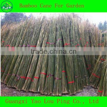 China Lucky Bamboo Sticks