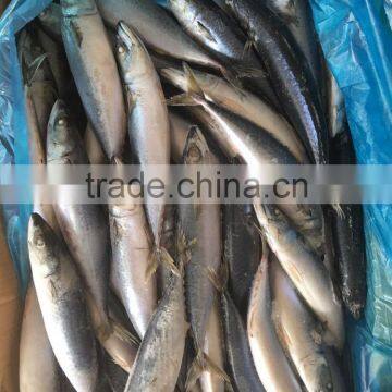 2016 New Caught Frozen Pacific Mackerel photo-2