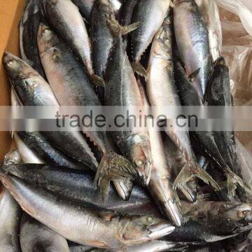 Pacific Mackerel 250-300g Seafrozen 2015 photo-4