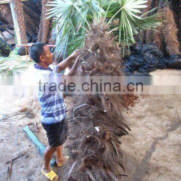 cold hardy palms trees