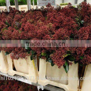 Skimmia