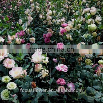 2017 New Cut Fresh Eustomas With Factory Price photo-4