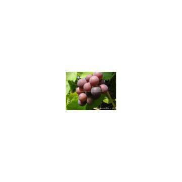 Grape seed Extract