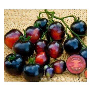 vegetablel seed red & black tomato seed greenhouse tomato seeds no 61