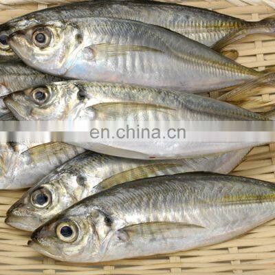 Frozen Small Eye Horse Mackerel Decapterus Maruadsi Round Scad