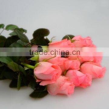 Natural Diana supply high quality fresh cut flower rose