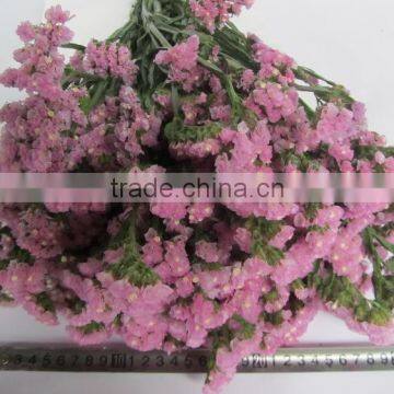 Fresh Factory Direct Fresh Cut Myosotis Flower photo-6