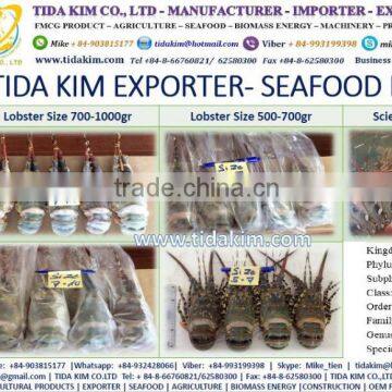 WHOLE ROUND FROZEN LOBSTER P ORNATUS FRESH LIVE - FROZEN BASA FILLLET - PANGASIUS BLACK TIGER SHRIMP - TIDA KIM