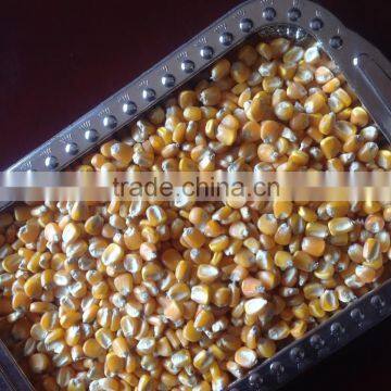 WHOLESALE YELLOW MAIZE