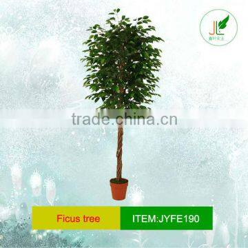 Real wood trunk ficus tree