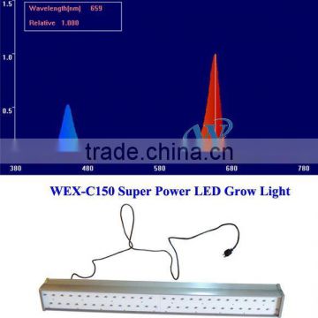 LED Hydroponics lighting