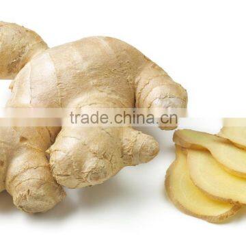 Chinese Fresh Ginger for Sale photo-4