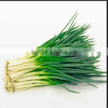 Frozen Spring Onions(shallot) High Quality photo-3