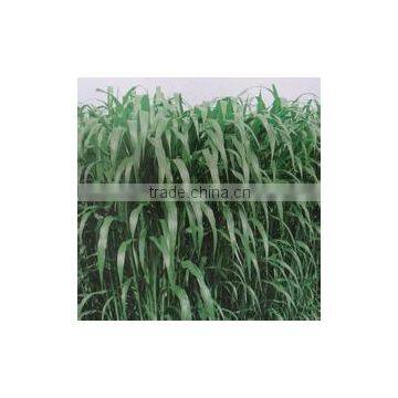 Big Capacity Automatic Screw Type Sweet Sorghum Pressing Machine Factory Wholesale photo-5