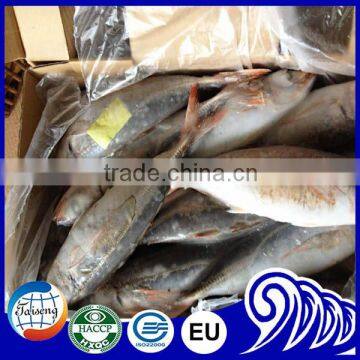 New arrival frozen round scad mackerel fish