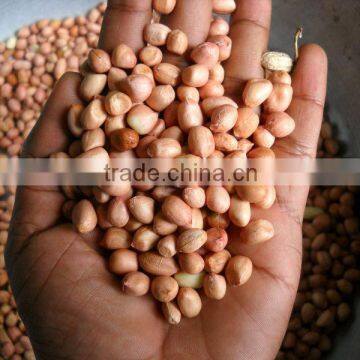 Java Groundnut