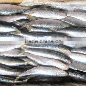 Frozen Whole Round Sardine Fish