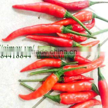 FRESH HOT PEPPER, CHILLI +84963818434 Whatsapp photo-2