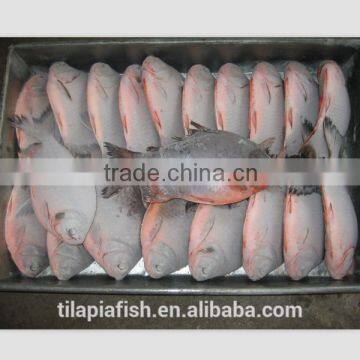 IQF pomfret on sale