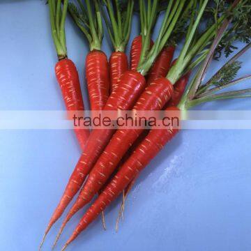 Carrot Seeds