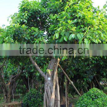 Ficus Altissima