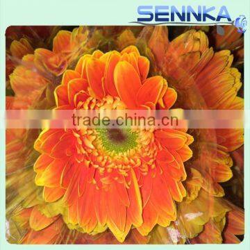 Golden Sun Gerberas Highest Quality Fresh Cut Gerbera Fresh Cut Flower for Sale in Philippines photo-2