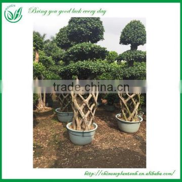 out door plants-3 layer ficus cage-4.5meter