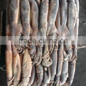 2016 Frozen High Quality Illex Squid 100g-150g photo-3