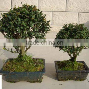 ilex chinensis Sims bonsai ball shape