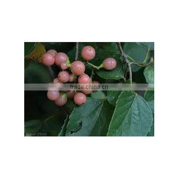 CORDIA DICHOTOMA